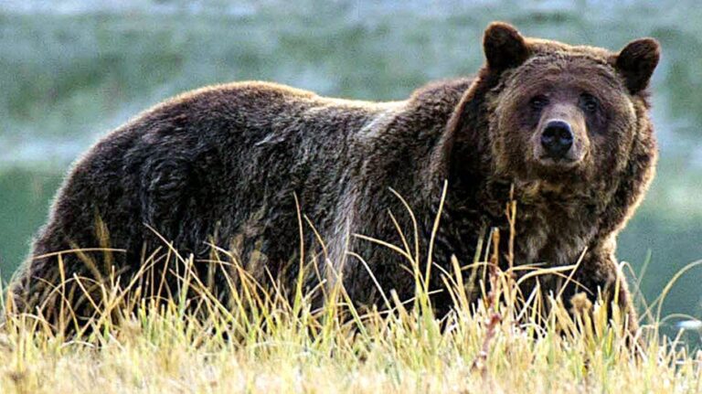 Idaho hunter bitten by grizzly describes ‘surprise’ attack: ‘Like playing tug of war with your dog’