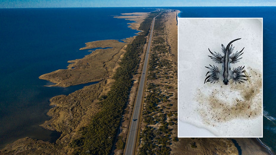 Venomous creatures wash up on popular North Carolina beaches