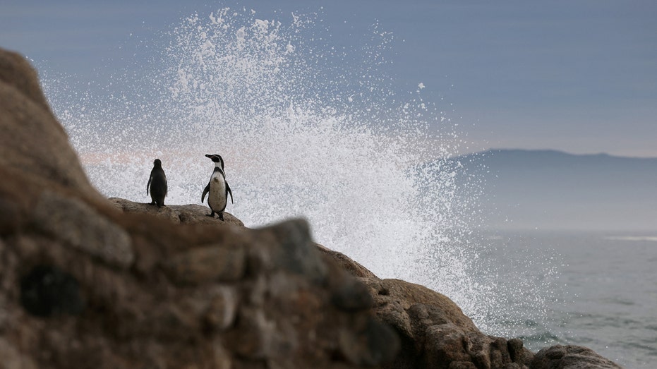 Plummeting Humboldt penguin population presents extinction risk