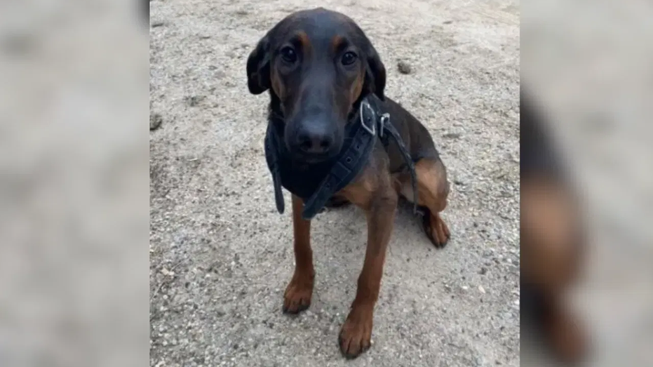 Police K-9 dies in line of duty during fiery South Carolina shootout