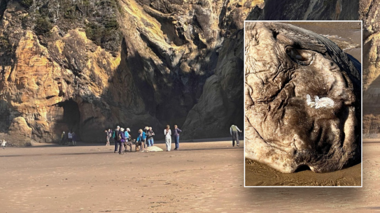 Strange alien-like fish washes up on Oregon beach, creates 'quite a stir'