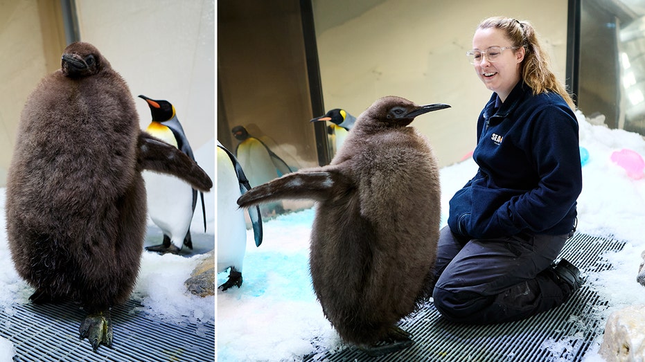 Meet Pesto, the 49-pound baby penguin going viral online