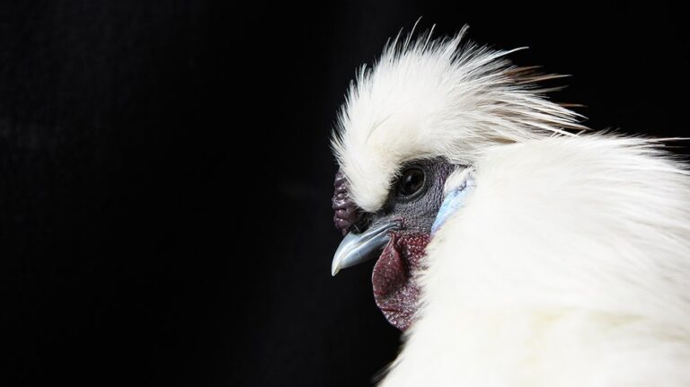 Beloved Australian chicken with famous name tossed into alligator pen, shocking wildlife park visitors: report