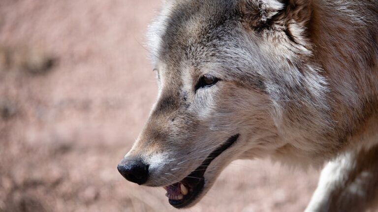 Wolves reintroduced in Colorado blamed for repeated attacks on livestock