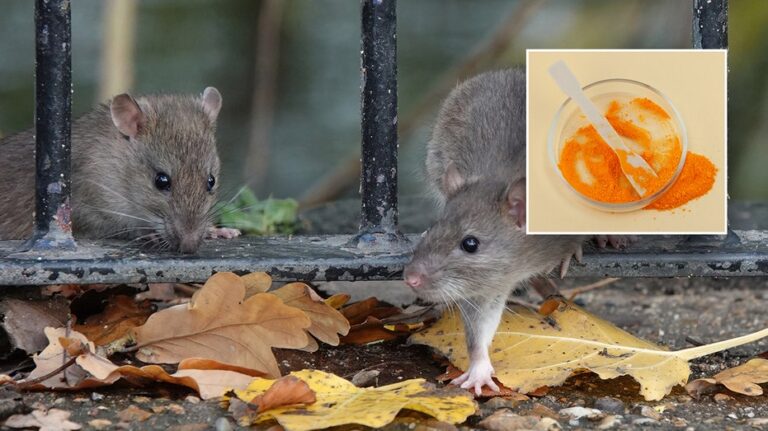 Ingredient found in Doritos turns mouse's skin transparent, may have medical applications