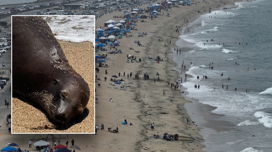 California sea lion dies after being shot; police hunt for gunman