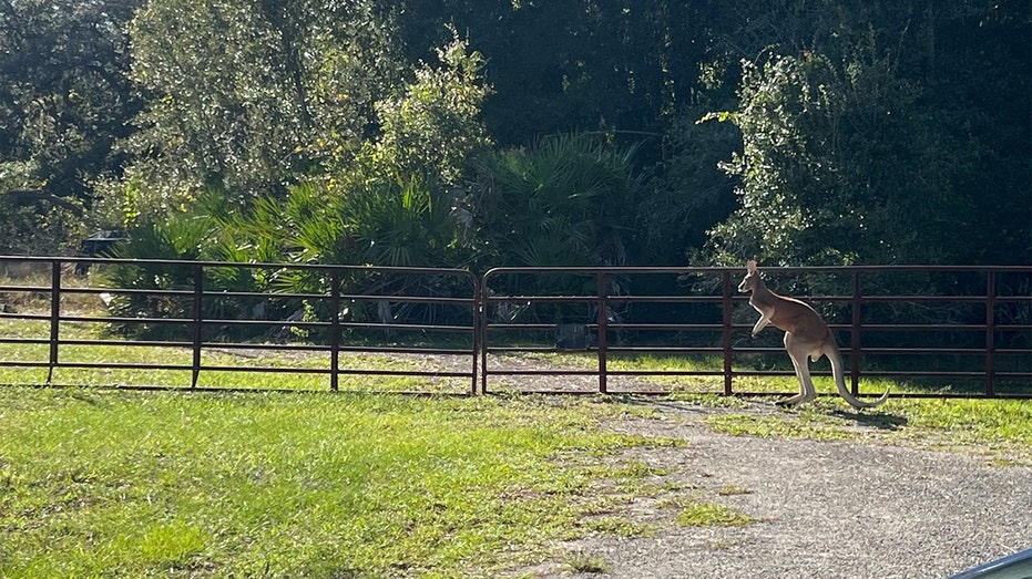 Pet kangaroo on the hop for nearly 3 weeks found in Florida; owner is cited