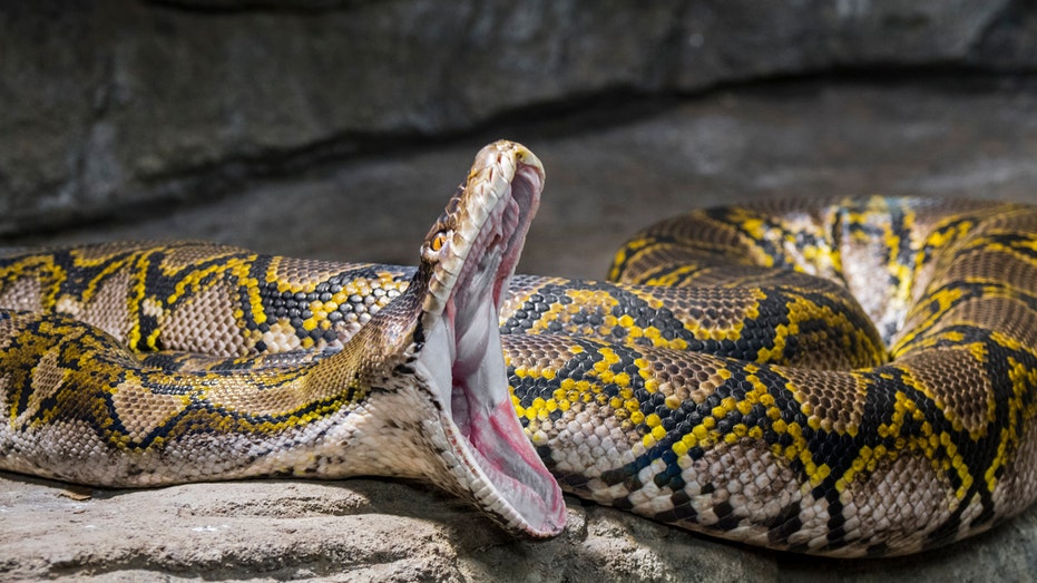 A look at the world's longest snake which measures over 32 feet, a record-breaking slithering serpent