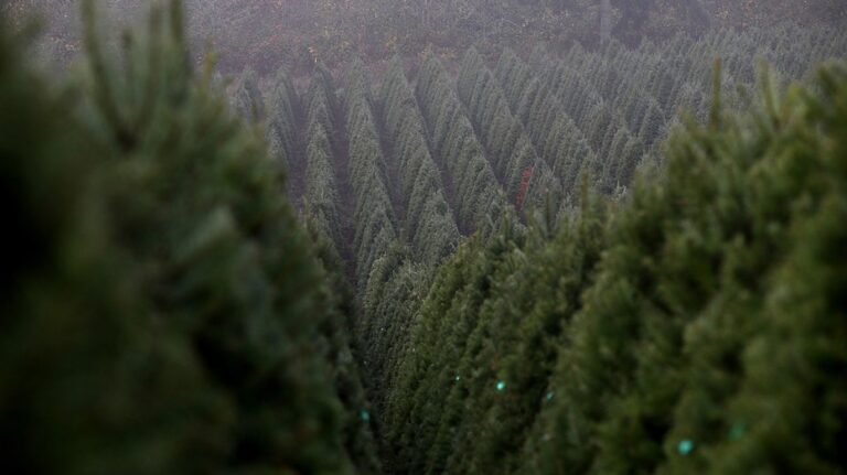 The world’s largest Christmas tree farm in Oregon sells nearly 1 million trees annually