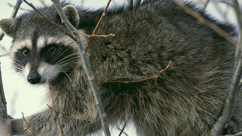 Idaho mother discovers infant being attacked by raccoon inside home in 'extremely rare' encounter