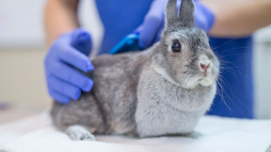 ‘Rabbit fever’ cases rising in US as CDC warns of zoonotic bacterial disease