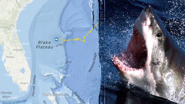 Massive 1,400-pound great white shark pings off Florida beach 4 times in 1 day